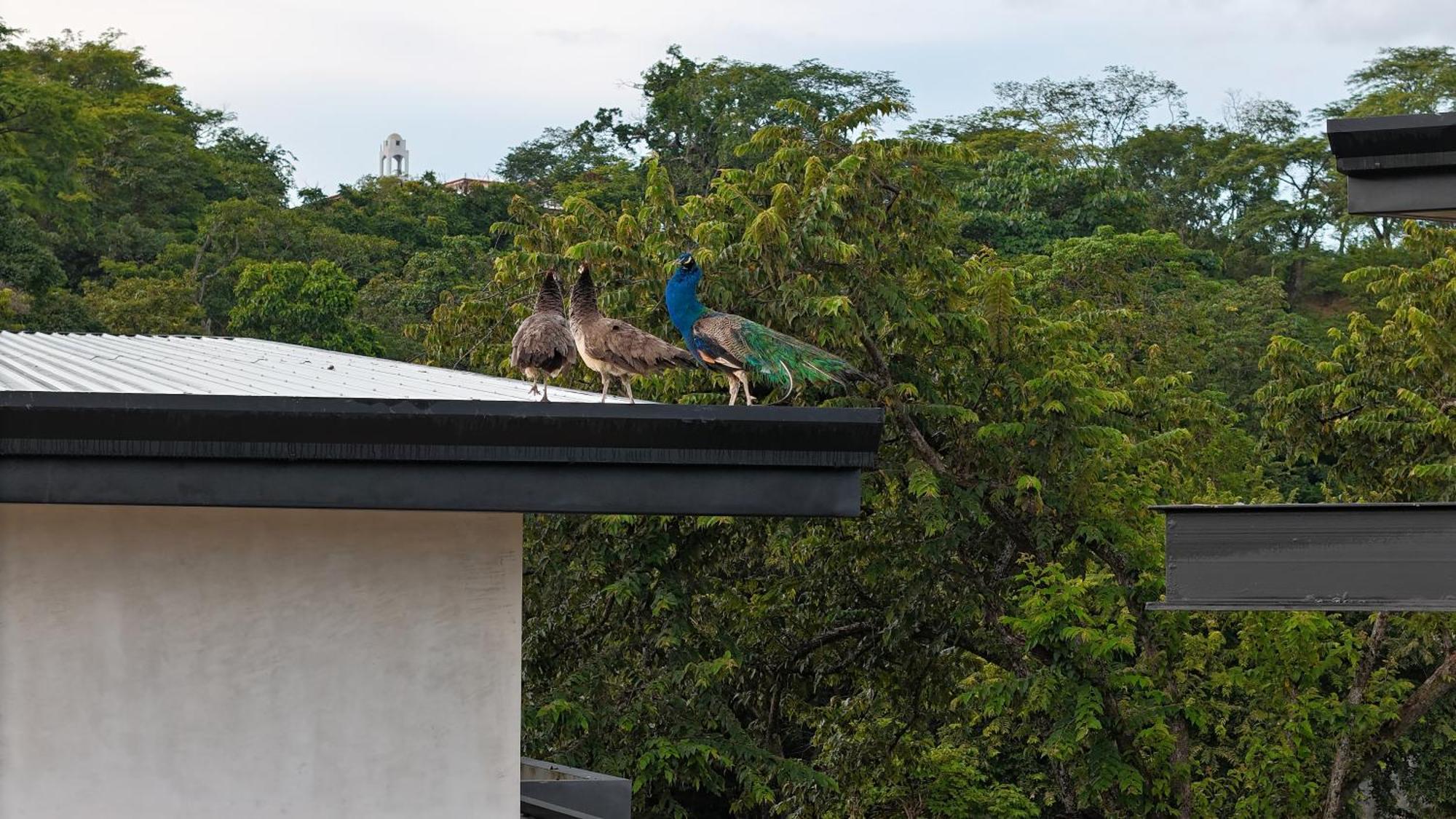 Epic Tamarindo Boutique Hotel Villarreal エクステリア 写真